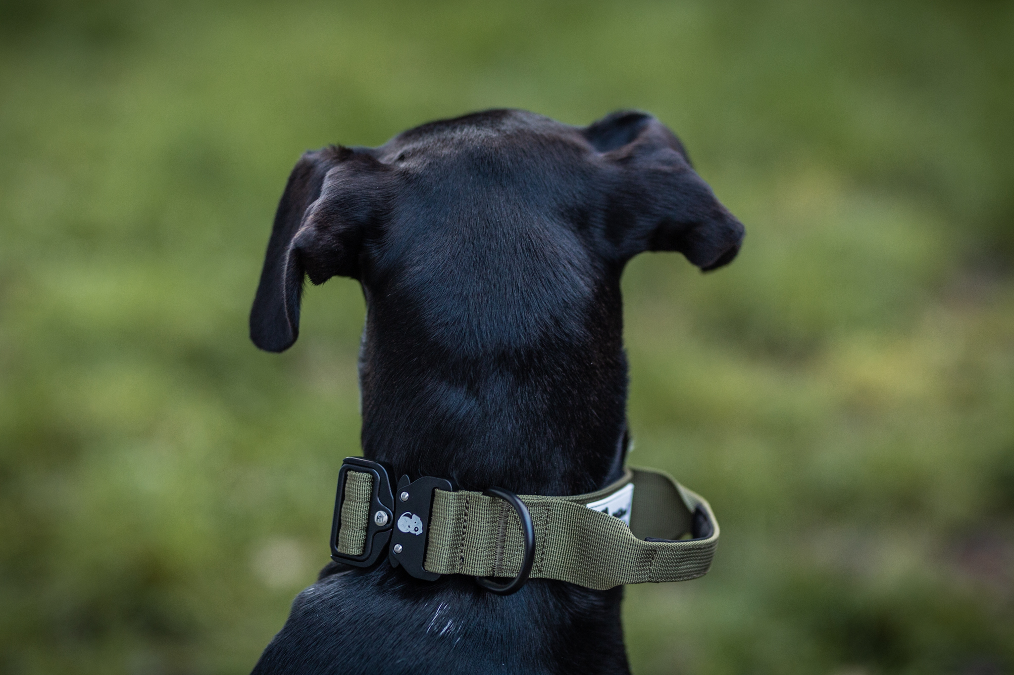 Hundehalsband Secure Grip oliv