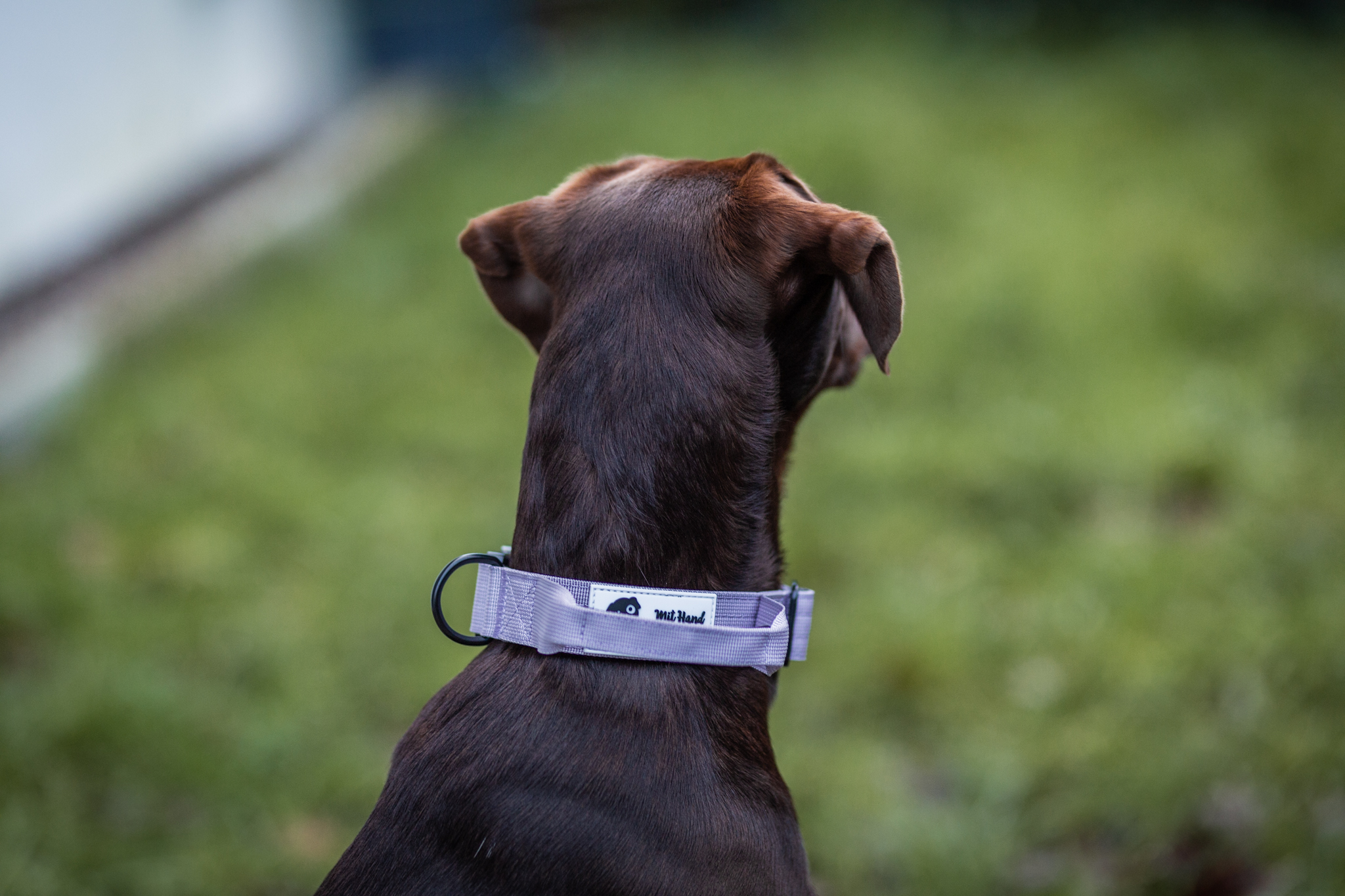 Hundehalsband Secure Grip Slim Edition