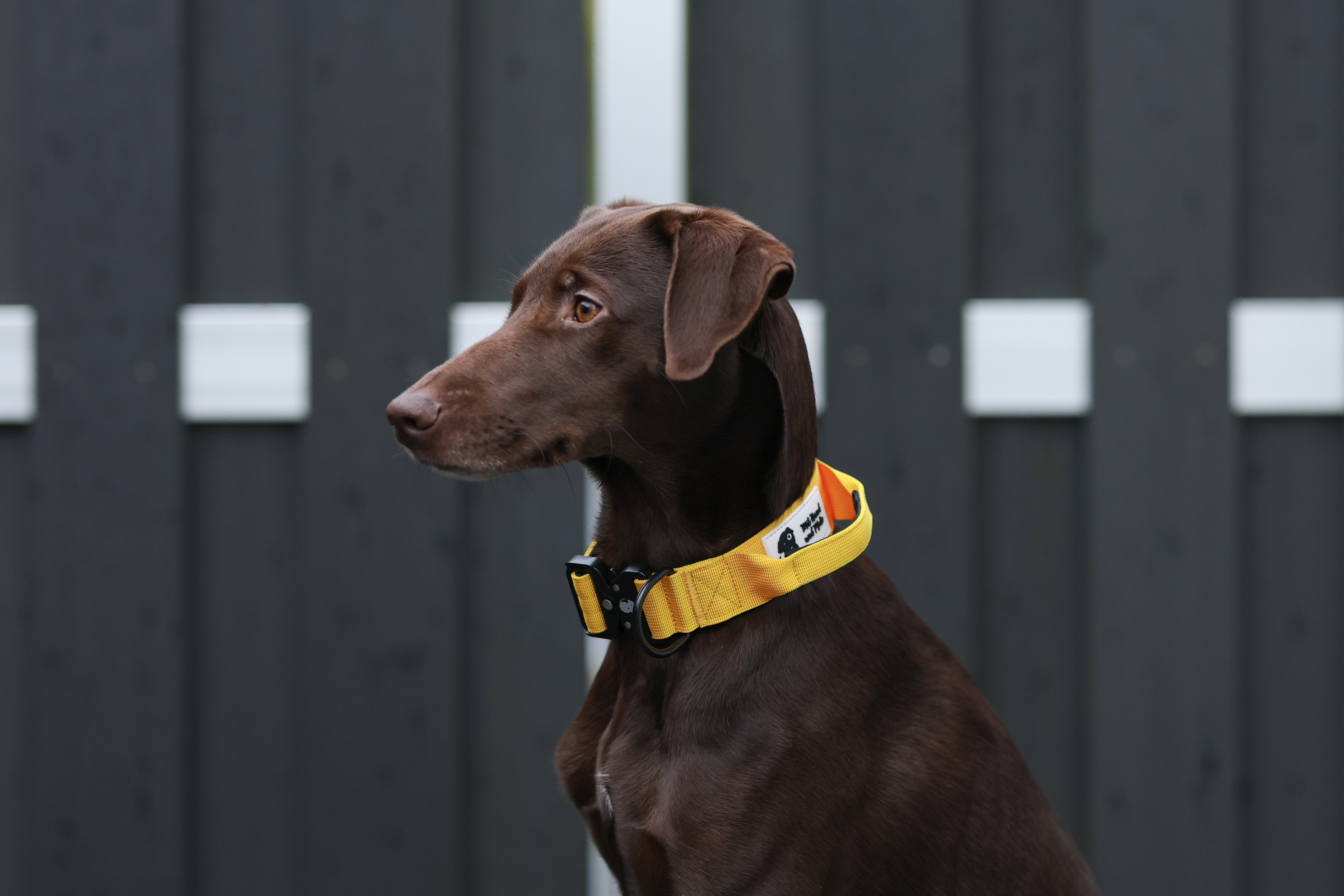 Hundehalsband Secure Grip gelb