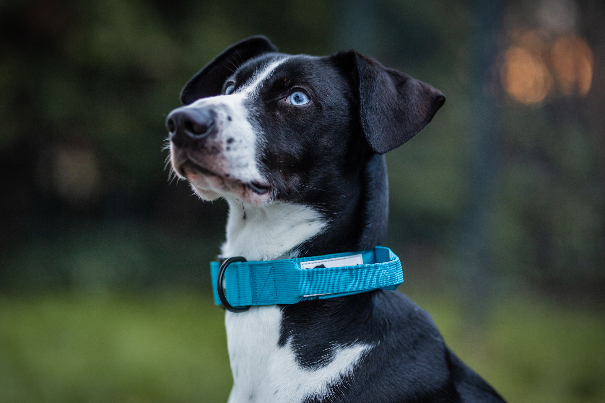 Hundehalsband Secure Grip blau