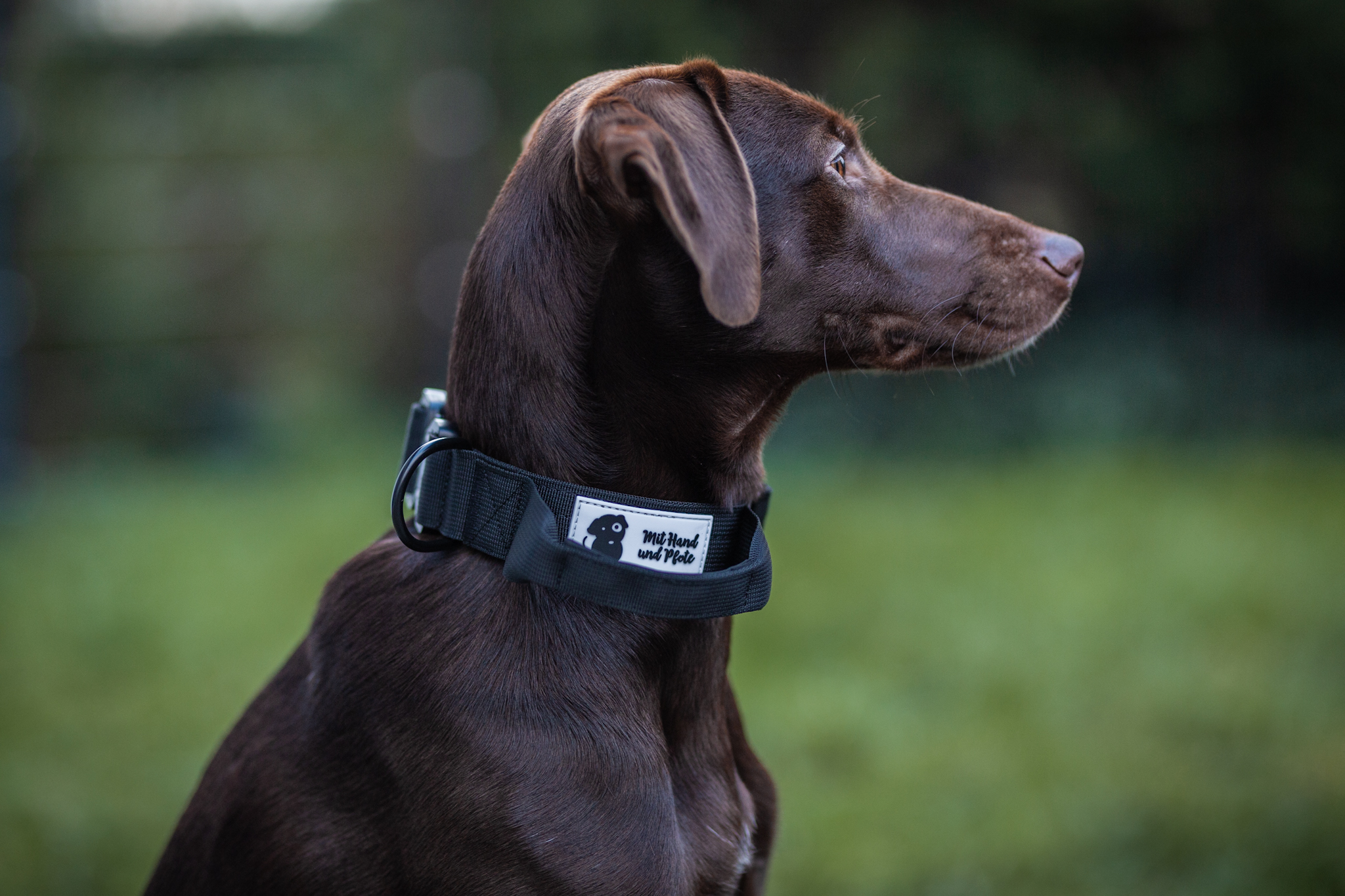 Hundehalsband Secure Grip schwarz