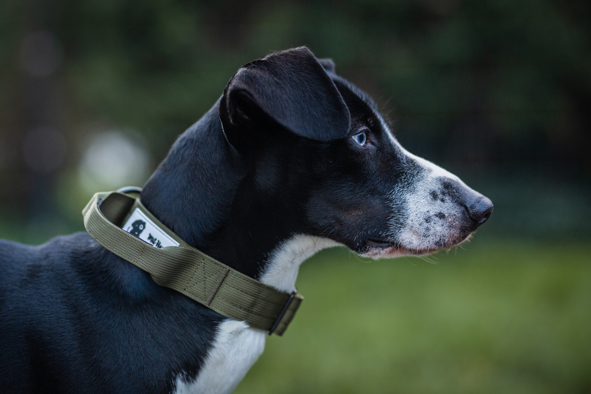 Hundehalsband Secure Grip oliv