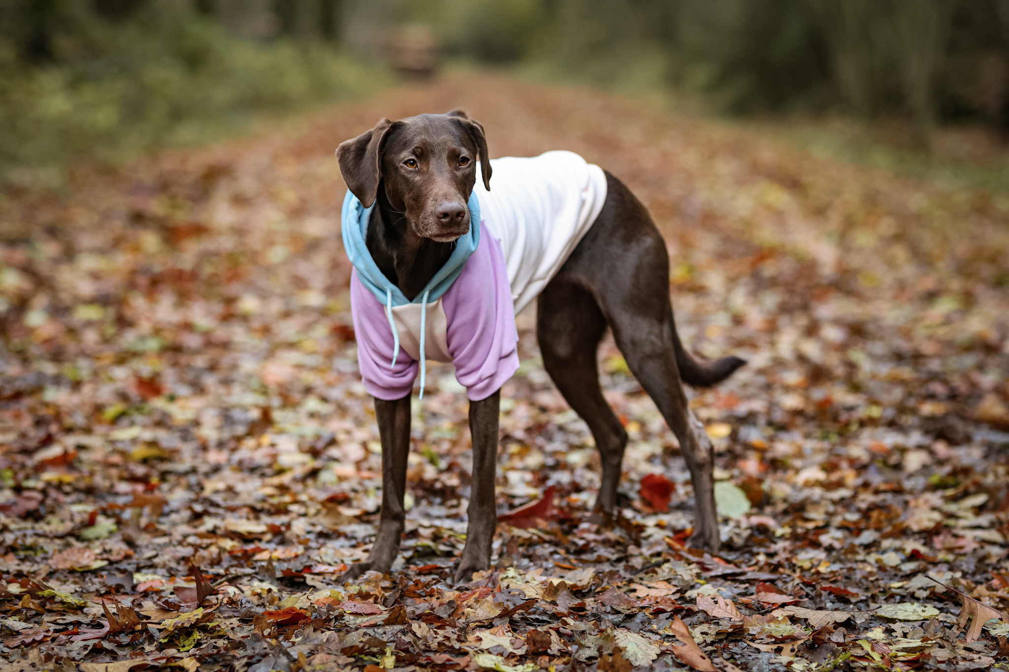 Hundepullover Pastell dreifarbig