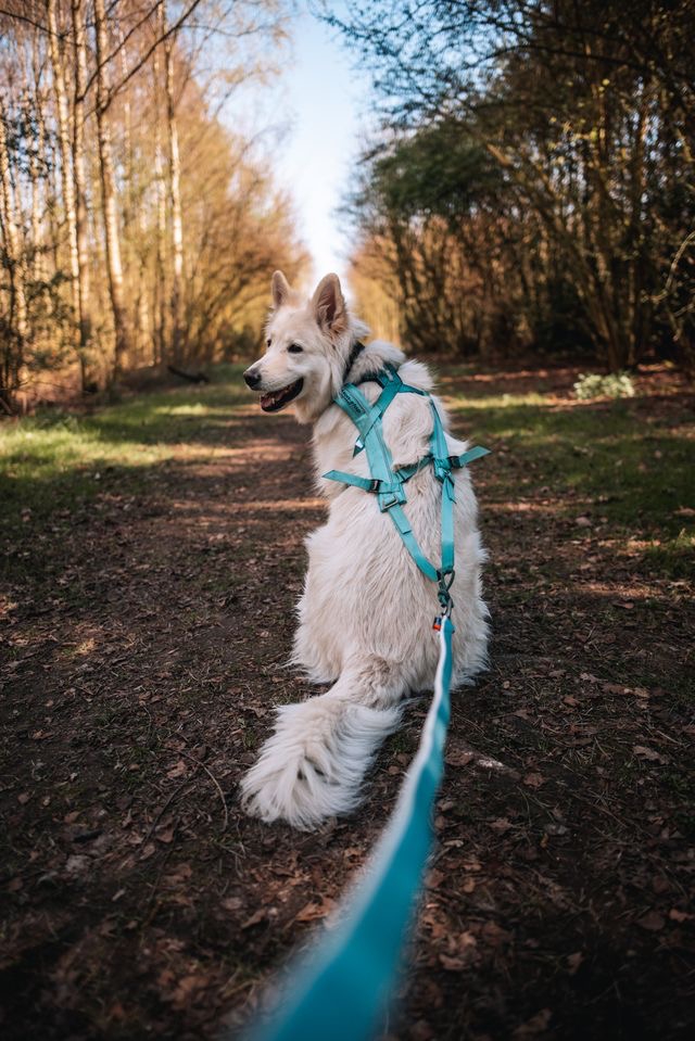 Zugleine Bungee Leash Ice Blue von Non-stop dogwear